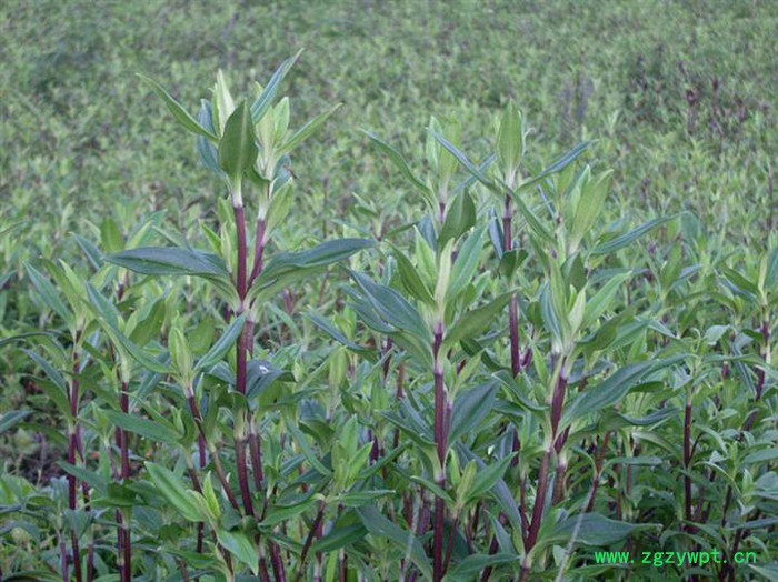 供应天本LDC-1龙胆草提取物