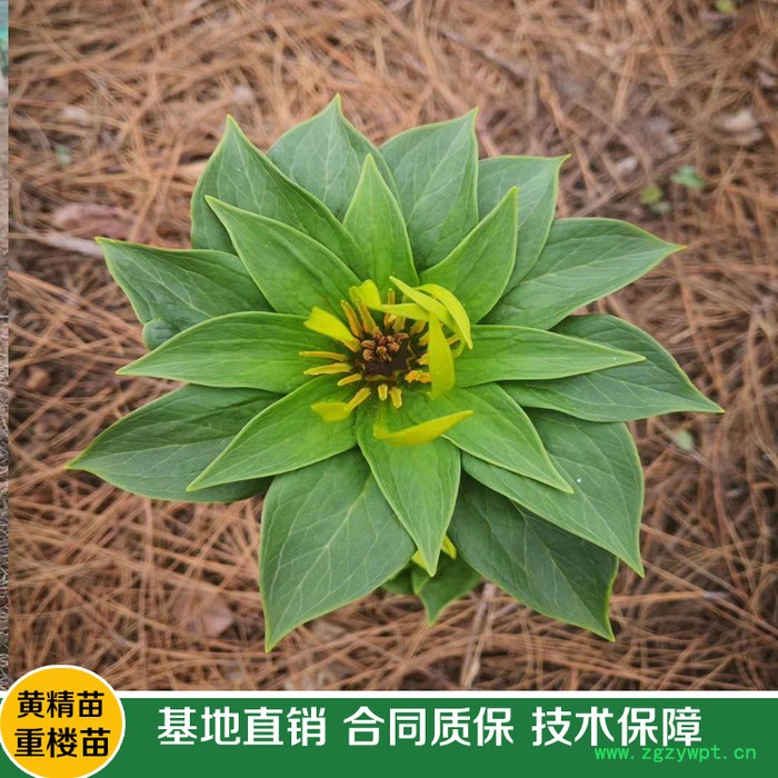 鑫燎三农 重楼种苗基地 高杆大叶滇重楼种苗图11