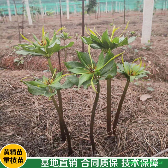 鑫燎三农 重楼种苗基地 高杆大叶滇重楼种苗图8
