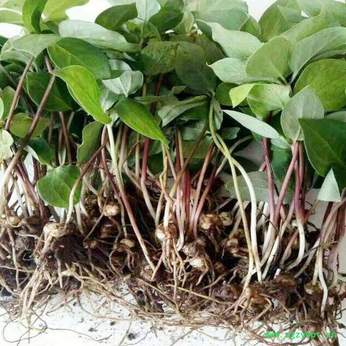 鑫燎三农 重楼种苗基地 高杆大叶滇重楼种苗图4