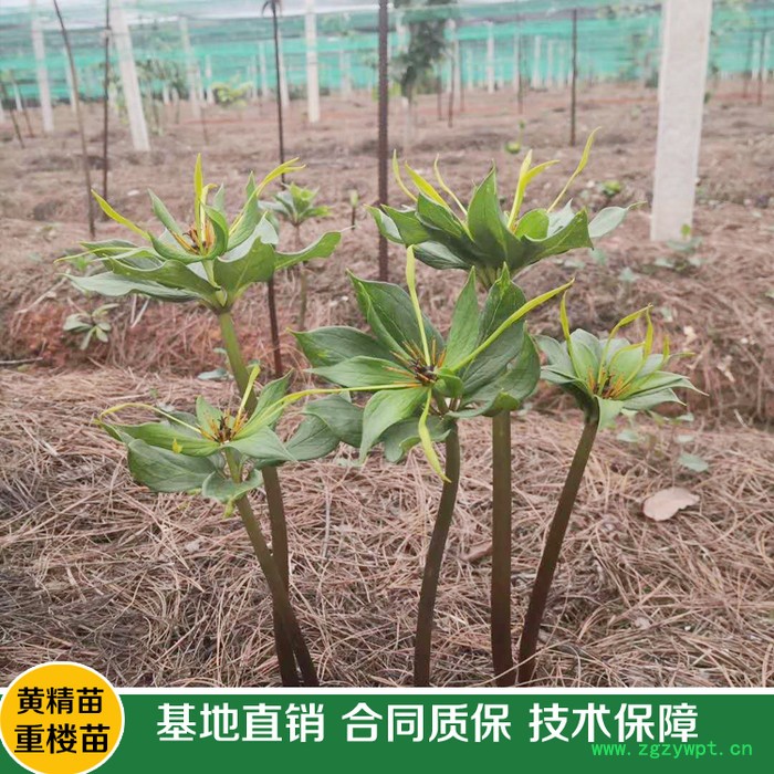 鑫燎三农 重楼种苗基地 高杆大叶滇重楼种苗图7