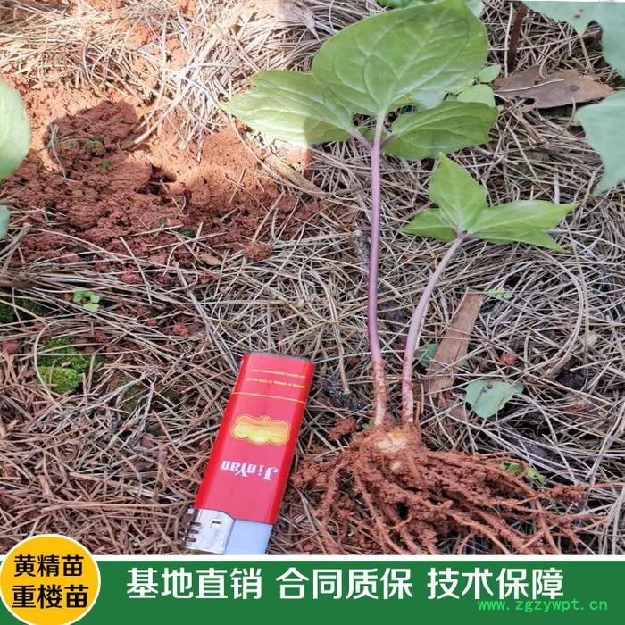 鑫燎三农 重楼种苗基地 高杆大叶滇重楼种苗图16