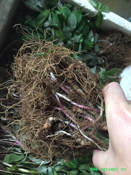 重楼华重楼**重楼重楼苗图2