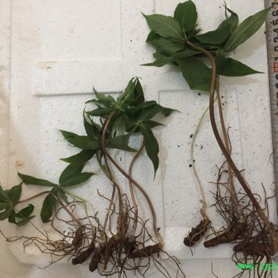 重楼华重楼**重楼重楼苗