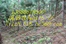 供应滇重楼滇涵1号云南重楼种苗/重楼种子出售图5