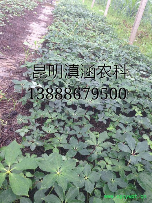 供应滇重楼滇涵1号云南重楼种苗/重楼种子出售图3