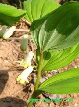 供应20%玉竹提取物图2