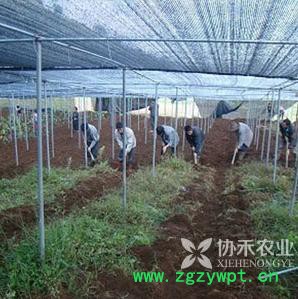 重庆协禾农业  重楼种苗 白芨种苗图4