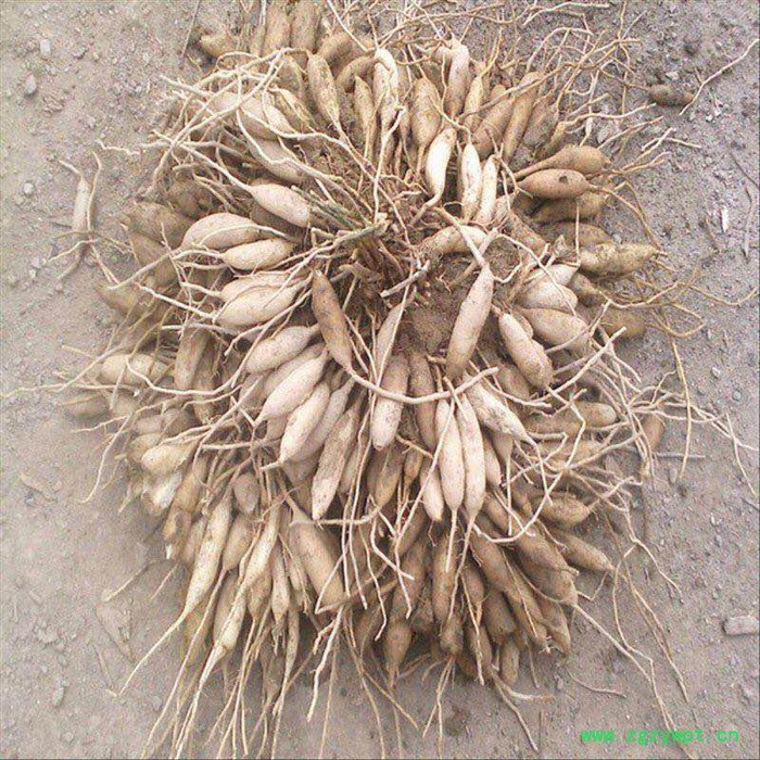 重庆协禾农业  重楼种苗 白芨种苗图6