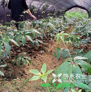 重庆协禾农业  重楼种苗 白芨种苗图5