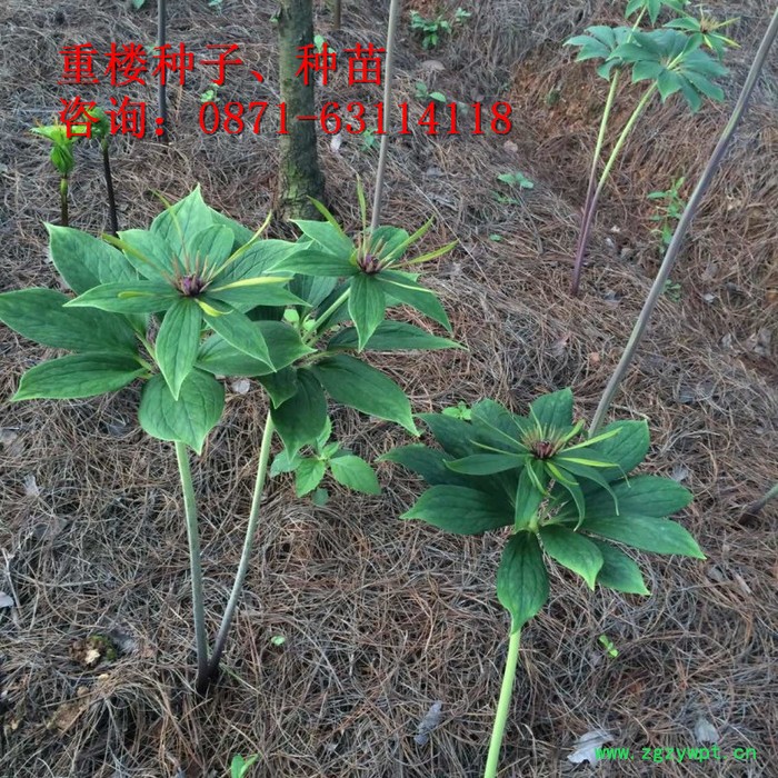 三叉白芨除草剂、重楼多芽、丽江、楼、白芨、珠子参、金铁锁、重楼种子、白芨种子、珠子参种子、金铁锁种子、重楼种苗、白芨药材图2