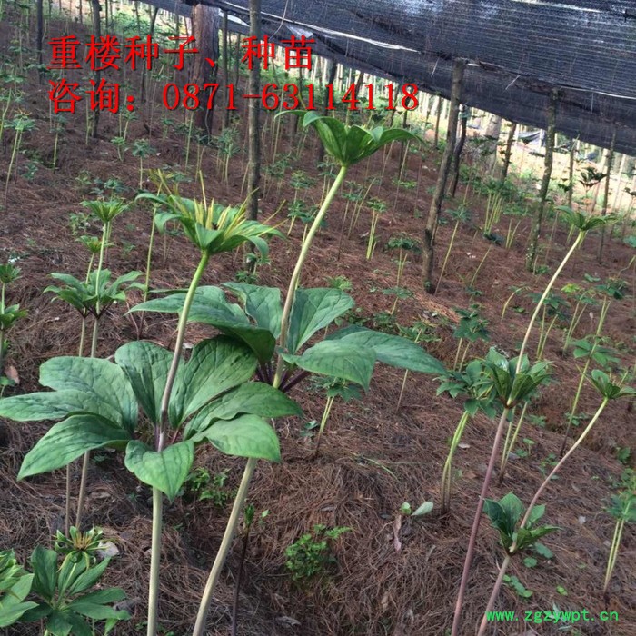 三叉白芨除草剂、重楼多芽、丽江、楼、白芨、珠子参、金铁锁、重楼种子、白芨种子、珠子参种子、金铁锁种子、重楼种苗、白芨药材图4