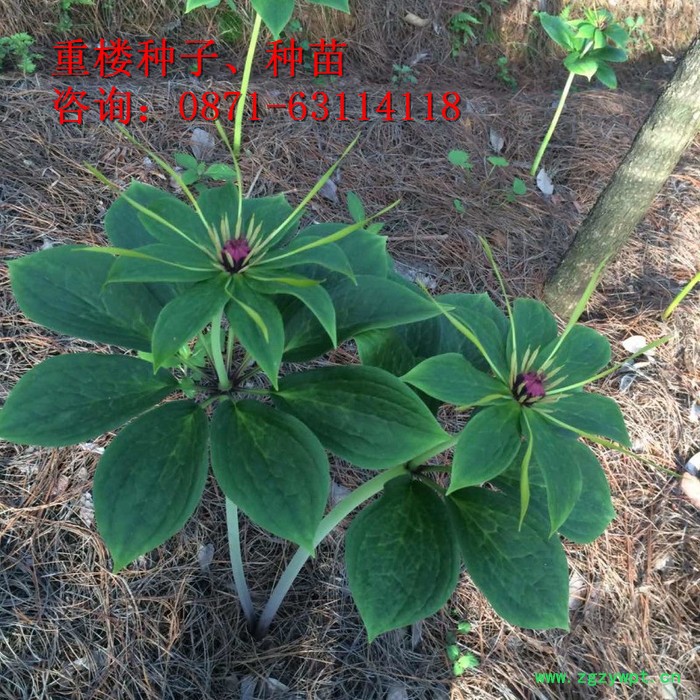 三叉白芨除草剂、重楼多芽、丽江、楼、白芨、珠子参、金铁锁、重楼种子、白芨种子、珠子参种子、金铁锁种子、重楼种苗、白芨药材图7