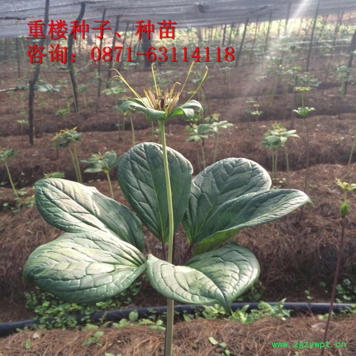 三叉白芨除草剂、重楼多芽、丽江、楼、白芨、珠子参、金铁锁、重楼种子、白芨种子、珠子参种子、金铁锁种子、重楼种苗、白芨药材图3