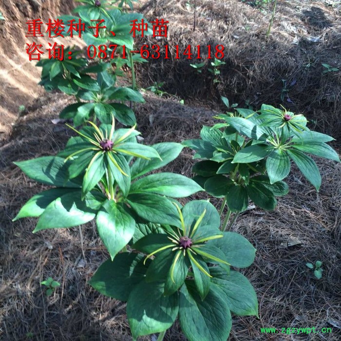 三叉白芨除草剂、重楼多芽、丽江、楼、白芨、珠子参、金铁锁、重楼种子、白芨种子、珠子参种子、金铁锁种子、重楼种苗、白芨药材图6