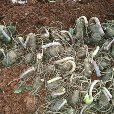 奇草荟滇重楼块茎苗