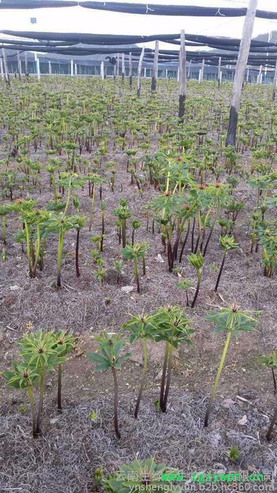 重楼价格、重楼、云南重楼、滇重楼、重楼种苗药材种子、种苗重楼的功效与作用， 重楼的价格，云南重楼价格，重楼种苗，重楼种子图2