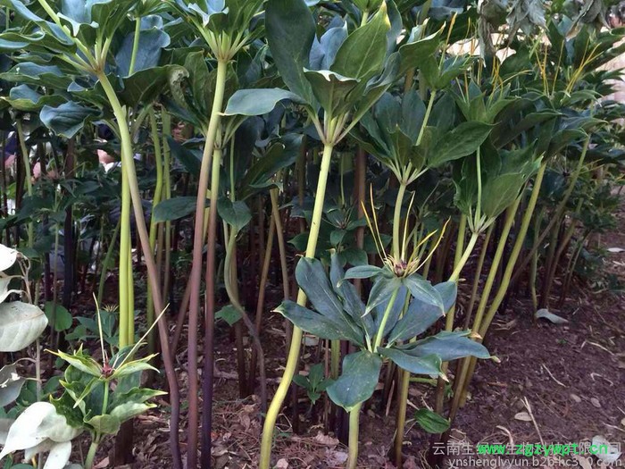 重楼价格、重楼、云南重楼、滇重楼、重楼种苗药材种子、种苗重楼的功效与作用， 重楼的价格，云南重楼价格，重楼种苗，重楼种子图3