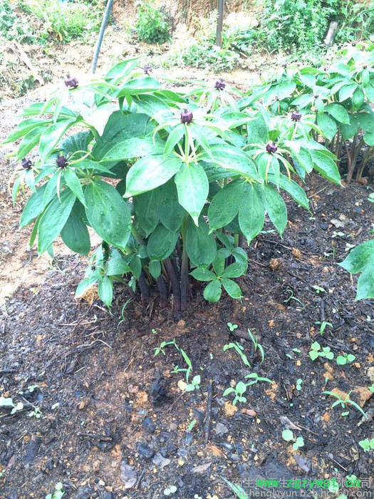 重楼价格、重楼、云南重楼、滇重楼、重楼种苗药材种子、种苗重楼的功效与作用， 重楼的价格，云南重楼价格，重楼种苗，重楼种子