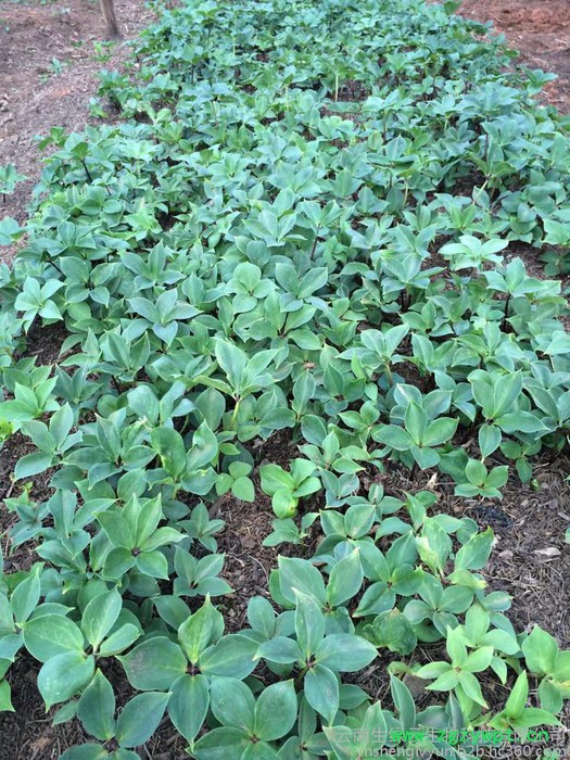 重楼价格、重楼、云南重楼、滇重楼、重楼种苗药材种子、种苗重楼的功效与作用， 重楼的价格，云南重楼价格，重楼种苗，重楼种子图7