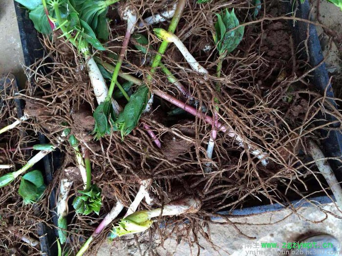 重楼价格、重楼、云南重楼、滇重楼、重楼种苗药材种子、种苗重楼的功效与作用， 重楼的价格，云南重楼价格，重楼种苗，重楼种子图4