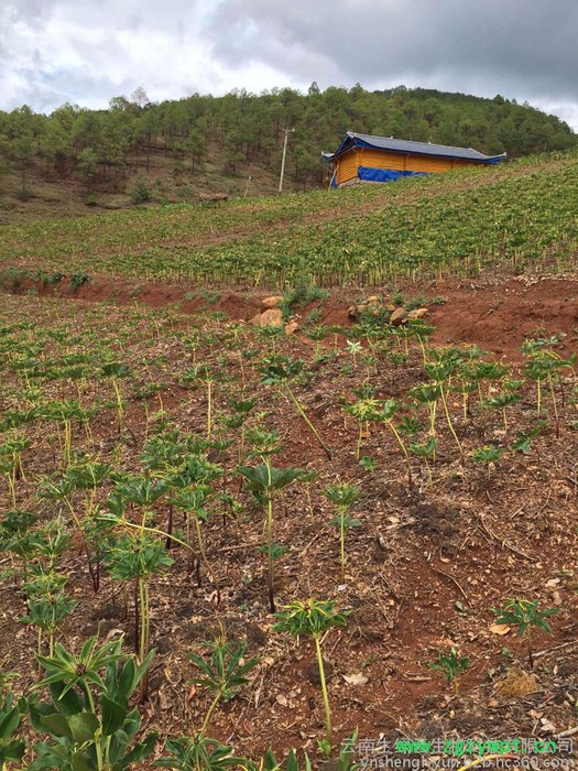 重楼价格、重楼、云南重楼、滇重楼、重楼种苗药材种子、种苗重楼的功效与作用， 重楼的价格，云南重楼价格，重楼种苗，重楼种子图8