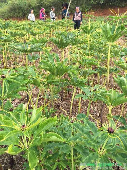 重楼价格、重楼、云南重楼、滇重楼、重楼种苗药材种子、种苗重楼的功效与作用， 重楼的价格，云南重楼价格，重楼种苗，重楼种子图5