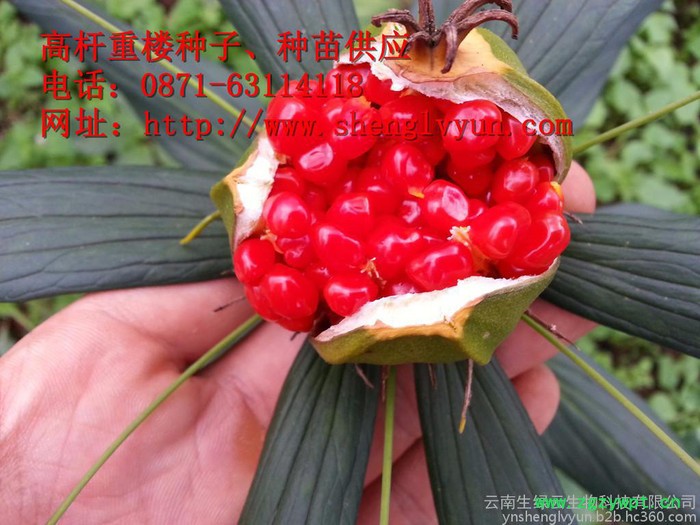 高杆重楼药材种子、种苗、绿杆重楼 ，绿杆滇重楼、绿杆重楼种子、绿杆重楼 种苗，红杆重楼，红杆重楼种子，红杆重楼种苗、图5