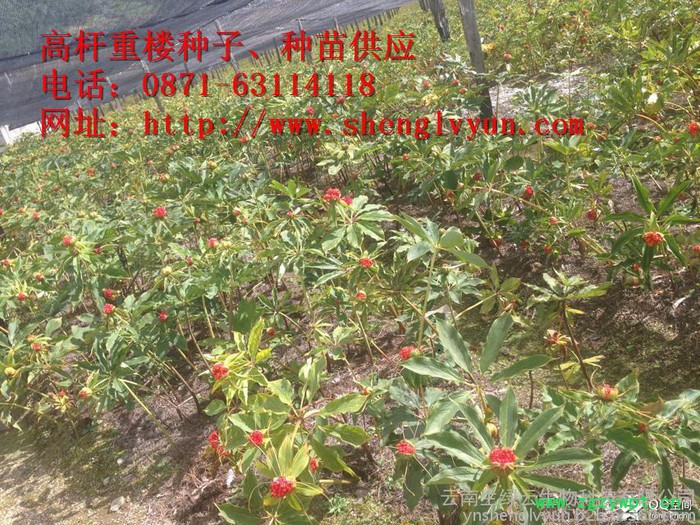 高杆重楼药材种子、种苗、绿杆重楼 ，绿杆滇重楼、绿杆重楼种子、绿杆重楼 种苗，红杆重楼，红杆重楼种子，红杆重楼种苗、图6