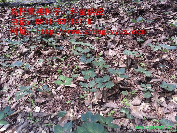 高杆重楼药材种子、种苗、绿杆重楼 ，绿杆滇重楼、绿杆重楼种子、绿杆重楼 种苗，红杆重楼，红杆重楼种子，红杆重楼种苗、图4