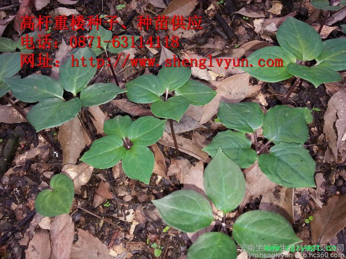 高杆重楼药材种子、种苗、绿杆重楼 ，绿杆滇重楼、绿杆重楼种子、绿杆重楼 种苗，红杆重楼，红杆重楼种子，红杆重楼种苗、图3
