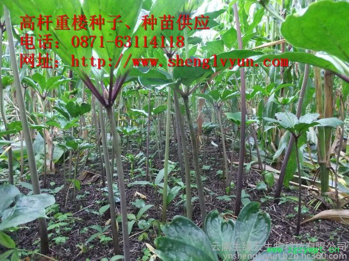高杆重楼药材种子、种苗、绿杆重楼 ，绿杆滇重楼、绿杆重楼种子、绿杆重楼 种苗，红杆重楼，红杆重楼种子，红杆重楼种苗、图7