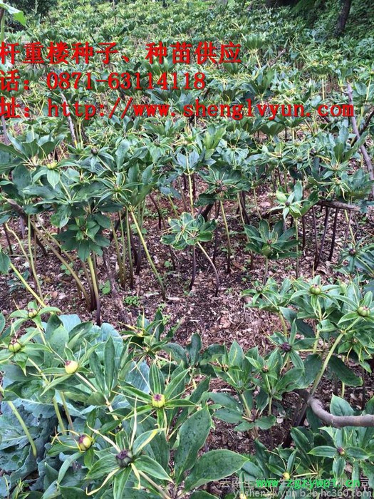 高杆重楼药材种子、种苗、绿杆重楼 ，绿杆滇重楼、绿杆重楼种子、绿杆重楼 种苗，红杆重楼，红杆重楼种子，红杆重楼种苗、