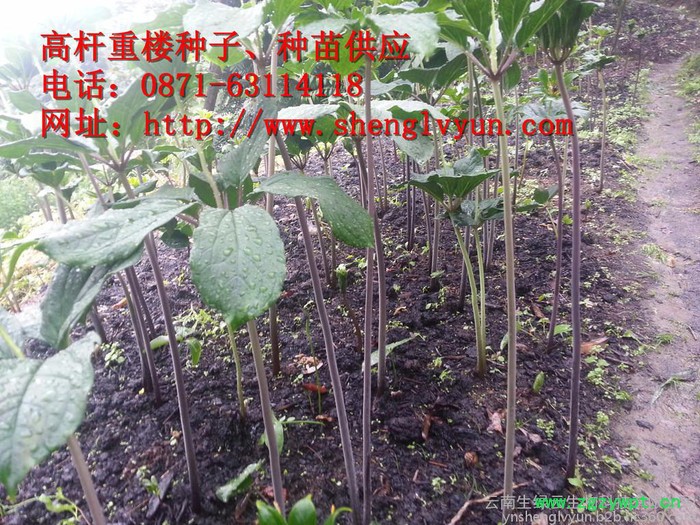 高杆重楼药材种子、种苗、绿杆重楼 ，绿杆滇重楼、绿杆重楼种子、绿杆重楼 种苗，红杆重楼，红杆重楼种子，红杆重楼种苗、图2