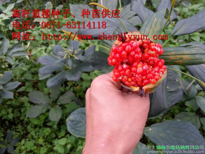 高杆重楼药材种子、种苗、绿杆重楼 ，绿杆滇重楼、绿杆重楼种子、绿杆重楼 种苗，红杆重楼，红杆重楼种子，红杆重楼种苗、图8