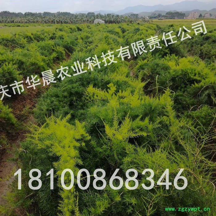 重庆 四川 贵州 华晨圣草 天冬苗 天冬种植技术 天冬种苗 天冬驯化苗 成活率95%以上 黄精 重楼 天冬图2