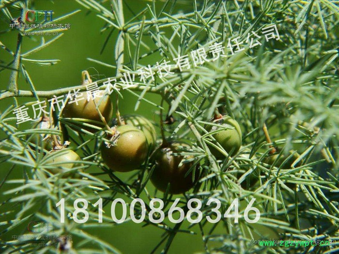 重庆 四川 贵州 华晨圣草 天冬苗 天冬种植技术 天冬种苗 天冬驯化苗 成活率95%以上 黄精 重楼 天冬图4