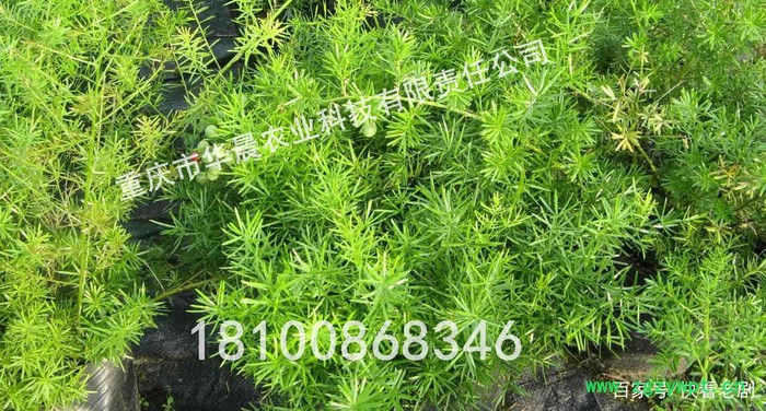 重庆 四川 贵州 华晨圣草 天冬苗 天冬种植技术 天冬种苗 天冬驯化苗 成活率95%以上 黄精 重楼 天冬