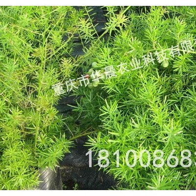 重庆 四川 贵州 华晨圣草 天冬苗 天冬种植技术 天冬种苗 天冬驯化苗 成活率95%以上 黄精 重楼 天冬