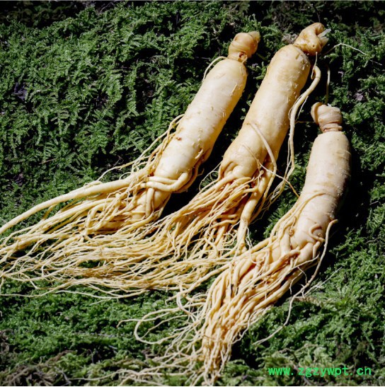 西洋参保鲜参 特产鲜人参 产地直销图2