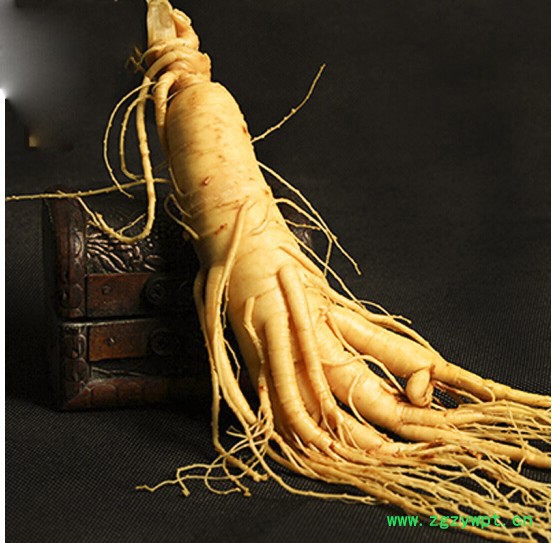 西洋参保鲜参 特产鲜人参 产地直销图3