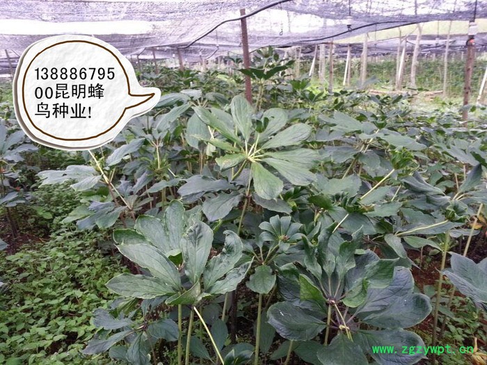 滇重楼种子 云南昆明重楼价格/中药独角莲