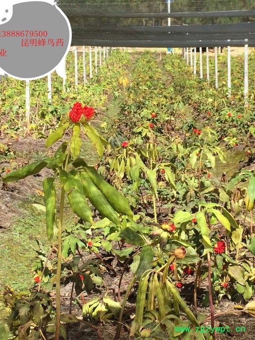 滇重楼种子 云南昆明重楼价格/中药独角莲图4