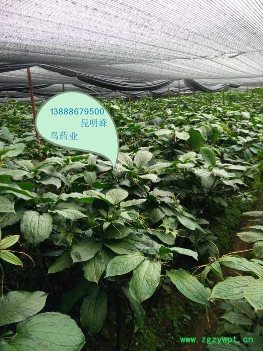 滇重楼种子 云南昆明重楼价格/中药独角莲图3