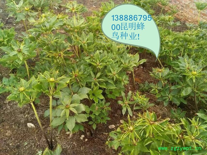 滇重楼种子 云南昆明重楼价格/中药独角莲图2