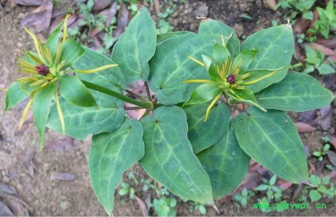 滇重楼种子 云南昆明重楼价格/中药独角莲图8