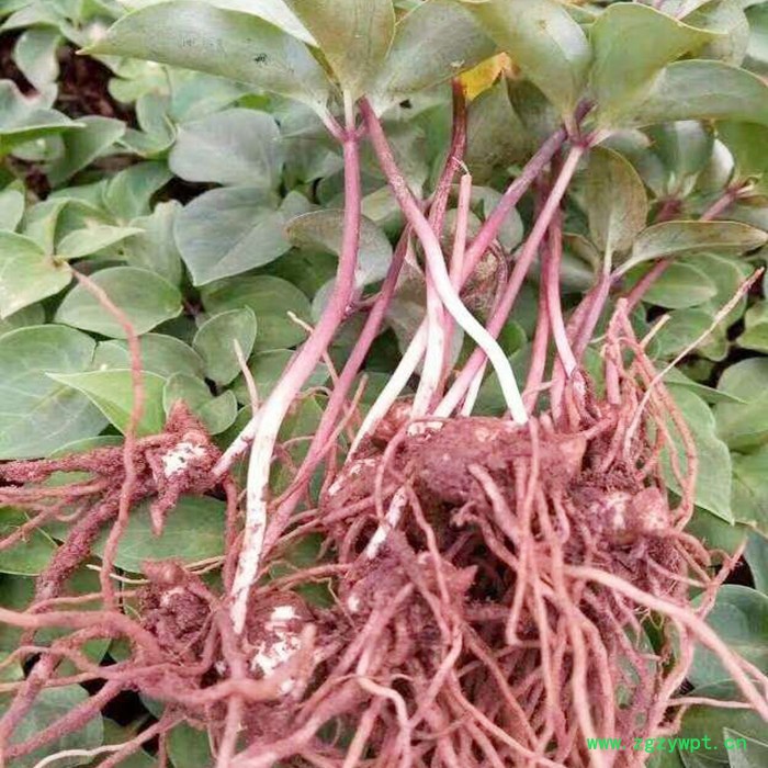 鑫燎三农 新品重楼苗批发   重楼种苗基地 七叶一枝花基地云南重楼苗价格图7