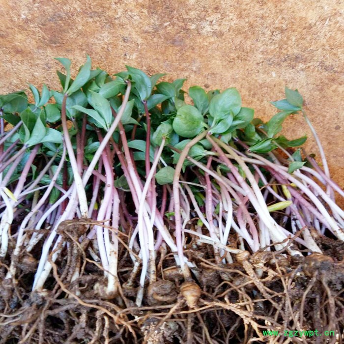 鑫燎三农 新品重楼苗批发   重楼种苗基地 七叶一枝花基地云南重楼苗价格图2