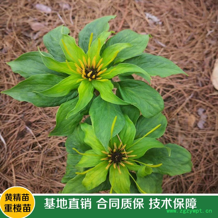 鑫燎三农 新品重楼苗批发   重楼种苗基地 七叶一枝花基地云南重楼苗价格图6