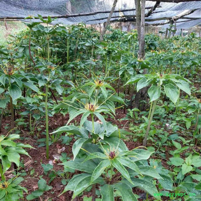 鑫燎三农 新品重楼苗批发   重楼种苗基地 七叶一枝花基地云南重楼苗价格图8